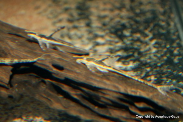 Sturisoma aureum / Echter Goldbartelwels, 10-15cm
