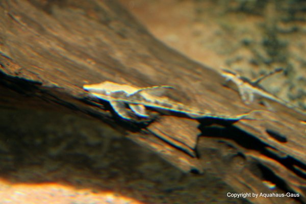 Sturisoma aureum / Echter Goldbartelwels, 10-15cm