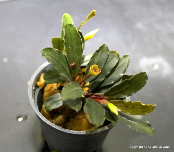 Bucephalandra catherina 5cm Topf