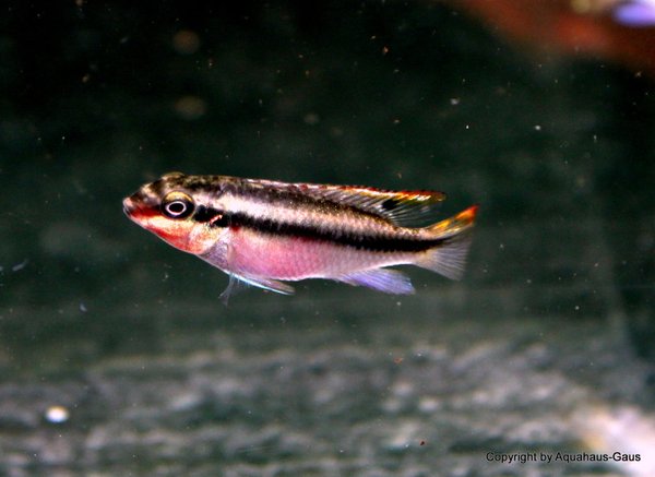 Pelvicachromis pulcher Super Red 3,5-4cm