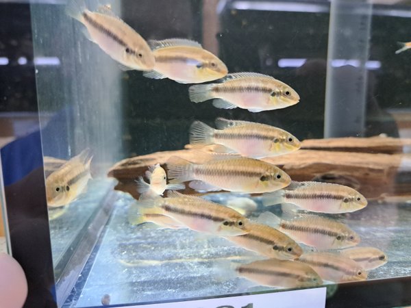 Pelvicachromis subucellatus Matadi 4-6cm