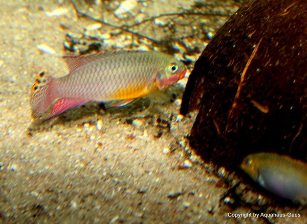 Pelvicachromis taeniatus  Kienke 4-5cm