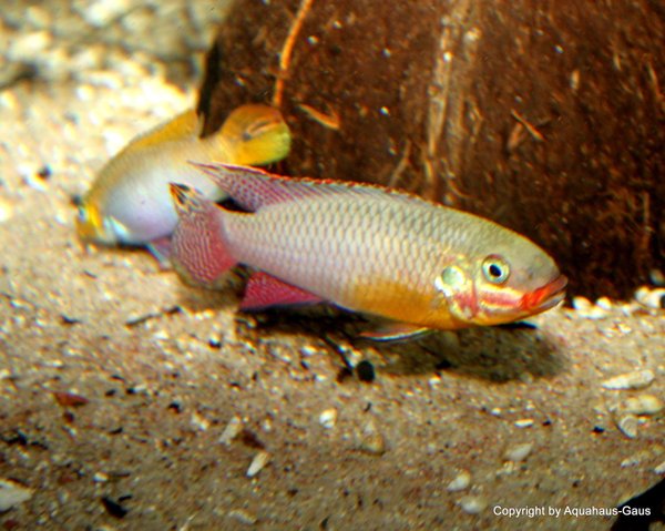 Pelvicachromis taeniatus  Kienke 4-5cm