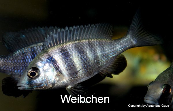 Placidochromis phenochilus Lupingu 12-15cm, 3 Stk.(1M/2W)