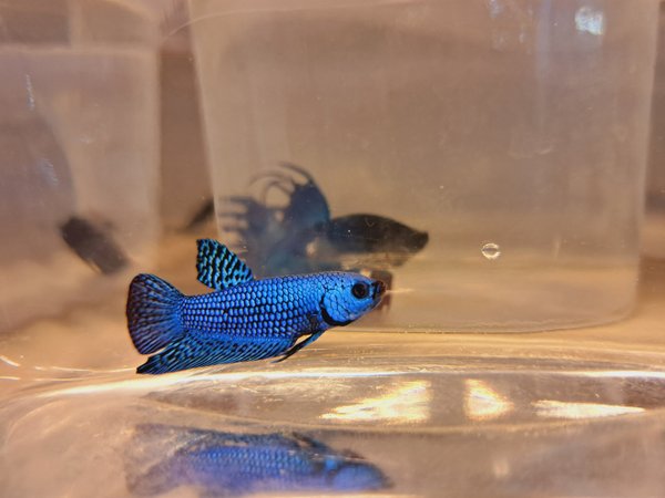 Betta Hybrid Alien Blue Männchen