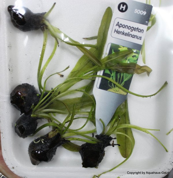Aponogeton henkelianus / Grosse Gitterpflanze Knolle