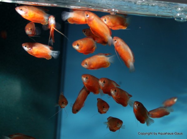 Colisa chuna Red-Gold / Rotgoldener Honigfadenfisch, 4-5cm