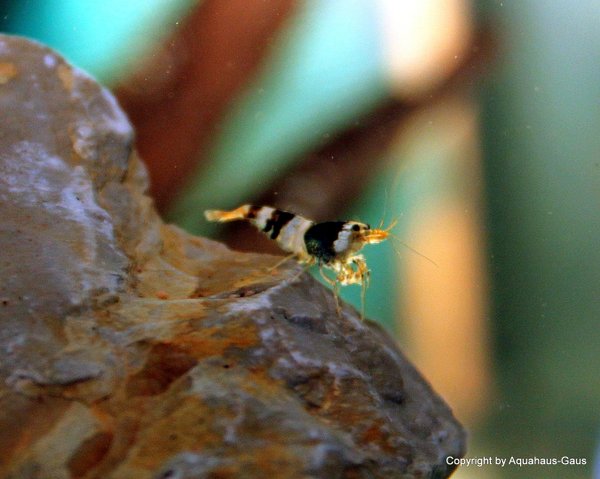Caridina cantonensis  Black Bee / Bienengarnele Schwarz, 2cm
