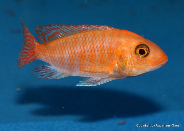 Aulonocara fire fish 10 Weibchen, 8-10cm
